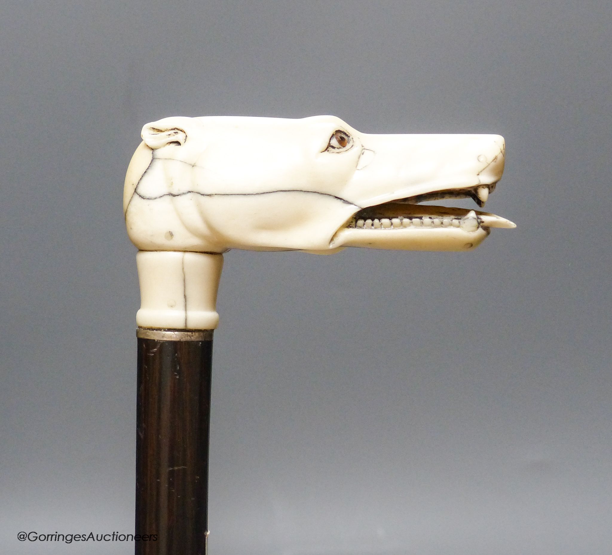 A rosewood walking stick, carved bone / ivory dog's head handle